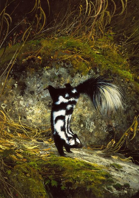 Michael Coleman b.1946. American wildlife artist. "Little Spotted Skunk"