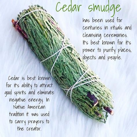 Stardust & Sage Botanica on Instagram: “🌲stardustandsage.com🌲Cedar smudge sticks have been used for centuries in rituals and cleansing ceremonies. It's best known for it's power…” Cedar Smudge Sticks, Smudge Sticks Diy, Cleaning Energy, Diy Incense, Sage Crystals, Cedar Smudge, Smudging Prayer, Native American Traditions, Sage Smudging