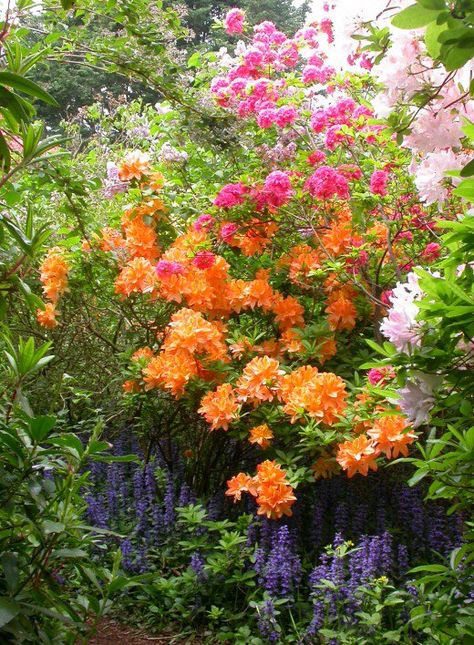 The 10 Best Plants for Your Pacific Northwest Garden | HubPages Best Outdoor Plants, Pnw Garden, Pacific Northwest Garden, Northwest Flowers, Plant Combos, Northwest Garden, Northwest Landscaping, Shade Garden Plants, Best Plants