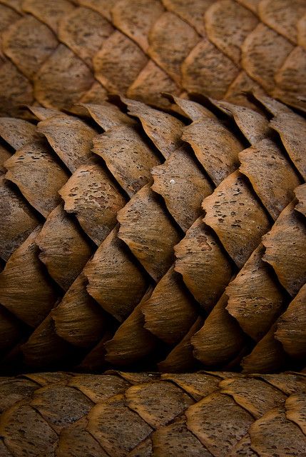 https://flic.kr/p/5kBwAE | Pining for home - 302/365 | Some pine cones that I got from my Mom's house. I really liked the detail and the simple nature of this shot. Textures Of Nature, Nature Close Up Photographs, Natural Texture Inspiration, Patterns In Nature Texture, Surface And Texture, Texture In Nature, Textures In Nature, Nature Structure, Pinecone Pattern