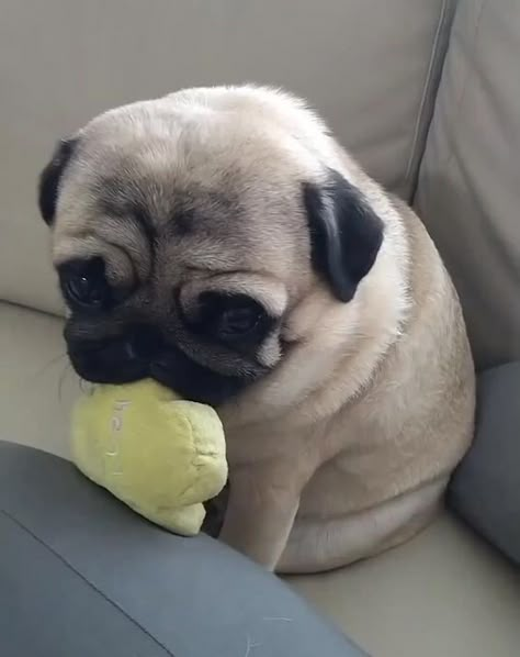 Pugs Cute, Funny Pug Videos, Pug Videos, Dog Snapchats, Funny Pugs, Cute Pug Puppies, Camera In Hand, Baby Pugs, Very Cute Puppies