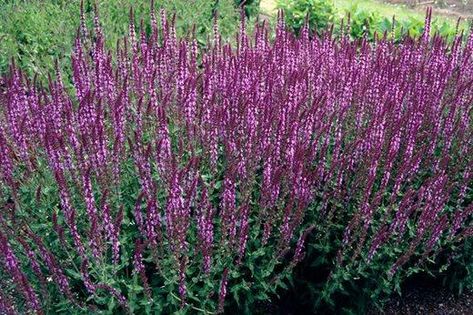 Learn about the RHS top 10 AGM Summer Perennials / RHS Gardening Dark Purple Perennials, Lamium Purple Dragon, Huskers Red Penstemon, Agastache Foeniculum, Full Sun Perennials, Agastache Rupestris, Sun Perennials, Gravel Garden, Border Plants