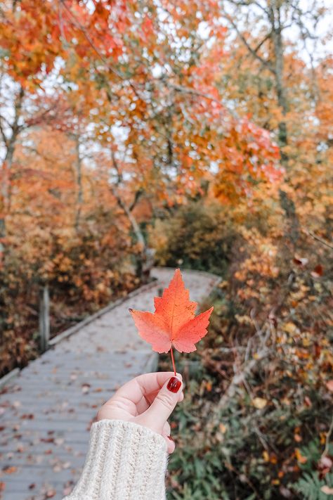 25 Fun Things To Do On Cape Cod In The Fall 2023 (Ideas For September, October & November!) - New England Wanderlust Fall Leaves Aesthetic, New England Fall, Photographie Portrait Inspiration, Image Nature, Leaves Autumn, Autumn Quotes, Fall Feels, Fall Time, I Love Fall