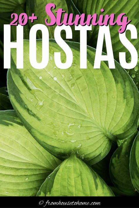 Hosta Varieties: 20+ Of The Best (Not Boring) Plaintain Lilies For Your Garden | Shade Garden Flower Bed Decor Ideas, Perennial Shade Garden, Giant Hosta, Front Yard Flower Bed, Variegated Hosta, Flower Bed Decor, Japanese Inspired Garden, Shade Garden Ideas, Shade Loving Shrubs