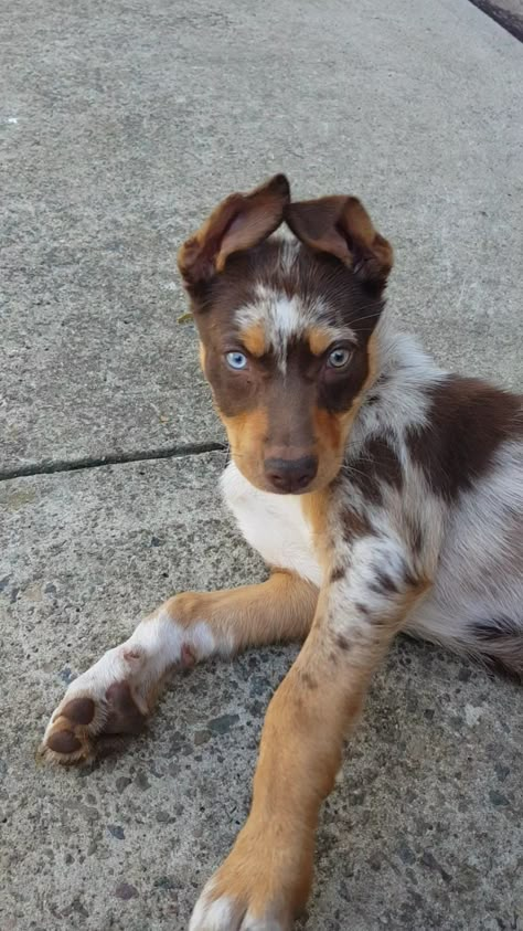 Koolie Puppy, Kelpie Puppies, Australian Koolie, Red Kelpie, Kelpie Puppy, Koolie Dog, Dog Sanctuary, Kelpie Dog, Australian Kelpie Dog