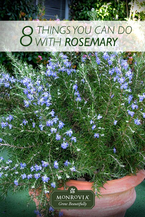 Ways To Use Rosemary, What To Plant With Rosemary, Rosemary Bush Landscaping, Things To Do With Rosemary, Rosemary Plant Landscaping, What To Do With Rosemary, Flowering Rosemary, Recipes With Rosemary, Rosemary Ideas