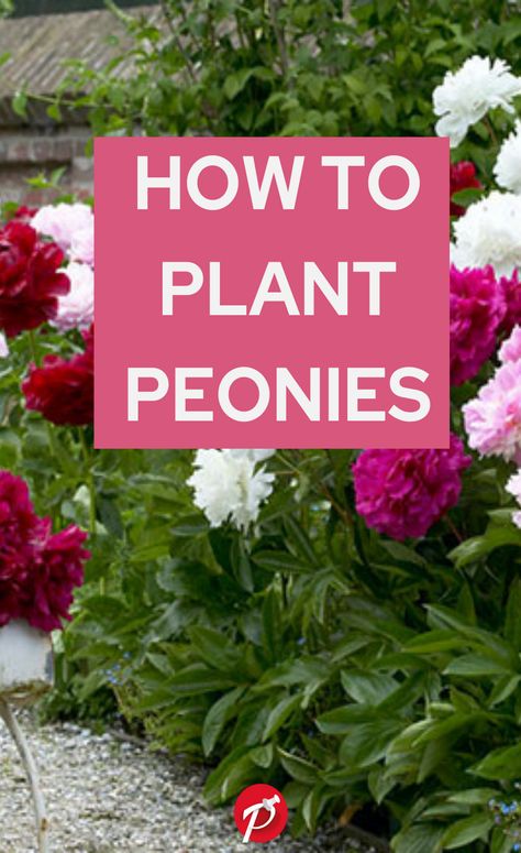 Planting peonies so they flower well should be your goal. Peonies are beautiful and are low-maintenance, but they flower the best if you put a little effort into getting them of to a good start. How To Plant Peonies, Best Waldorf Salad Recipe, Cut Flower Garden Ideas, Plant Peonies, Harvest Lavender, Companion Flowers, Easy Gardening Ideas, Waldorf Salad Recipe, Beginners Garden