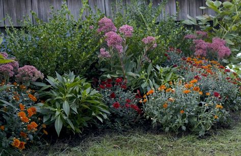 Mums In Landscaping, Planting Mums In Ground In Fall, Downtown House, Mums Garden, Garden Mood Board, Planting Mums, Garden Mum, Crocus Bulbs, Fall House