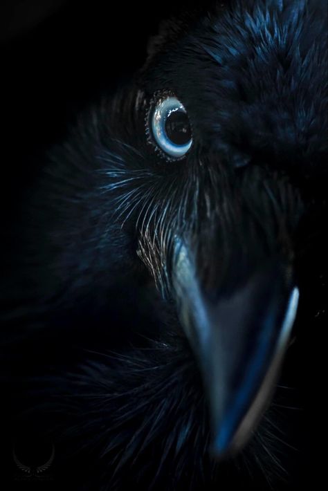 Pictures Of Ravens, Crow Spirit Animal, Raven Aesthetic, Crow Aesthetic, Raven Pictures, Regard Animal, Raven Feather, Raven Bird, Quoth The Raven