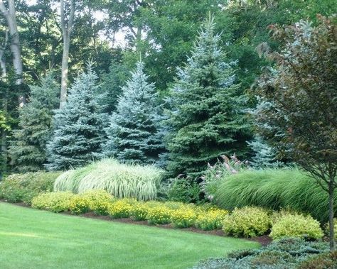 Large Yard Landscaping, Evergreen Landscape, Large Backyard Landscaping, Easy Landscape, Landscape Gardening, No Grass Backyard, Privacy Trees, Landscaping Trees, Landscaping With Boulders