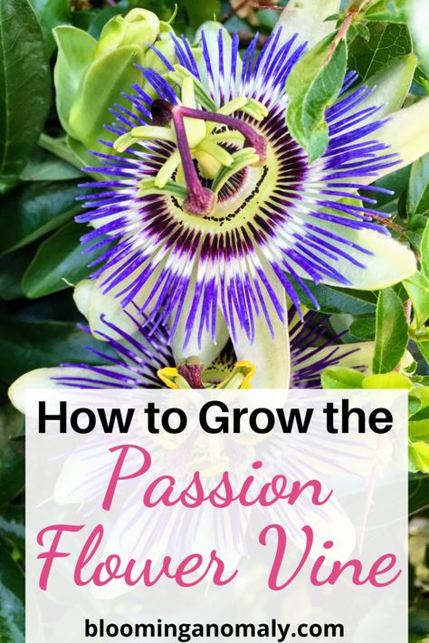 Passion Plant Flower Vines, Growing Passion Flower, Passion Fruit Vine, Twists Passion, Passion Flower Plant, Garden Sleeve Tattoo, Passion Twists Hairstyle, Passion Flower Vine, What Is Passion