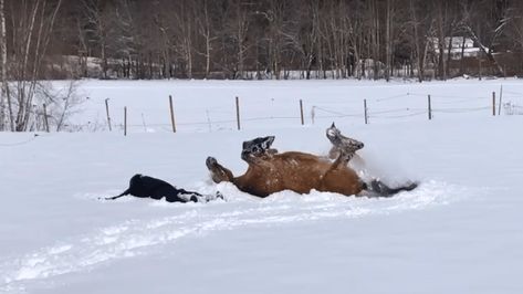 Caught on Camera: Horse Surprisingly Joined My Wife Creating Incredible Snow Angels Angel Horse, Horse Snow, Making Snow Angels, Making Snow, Crisp Morning, Hoof Print, Australia Animals, Animal Guides, Horseback Rider