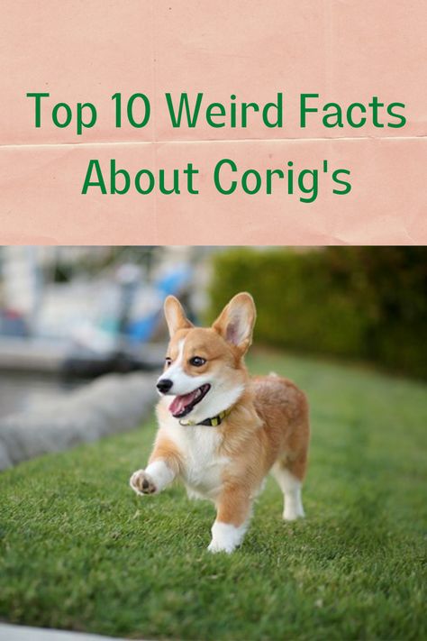 Corgi Must Haves, Corgies Puppy, Corgi Haircut Styles, Dogs Activities, Corgi Aesthetic, Corgi Accessories, Corgis Funny, Funny Corgi Pictures, Corgi Mix Puppies