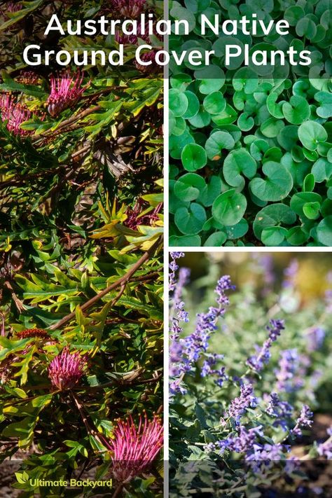 Discover the vibrant world of Australian native ground cover plants with this engaging article. It provides an extensive list of 15 native varieties, each accompanied by vivid pictures and detailed descriptions. Perfect for gardeners seeking low-maintenance options, this piece covers diverse species like Grevillea 'Poorinda Royal Mantle', Dichondra repens 'Kidneyweed', and Ajuga australis 'Austral Bugle'. Australian Ground Cover Plants, Grevillea Ground Cover, Australian Native Ground Cover, Dichondra Repens, Native Ground Cover, Building Home Ideas, Best Ground Cover Plants, Plants That Like Shade, Backyard Exterior