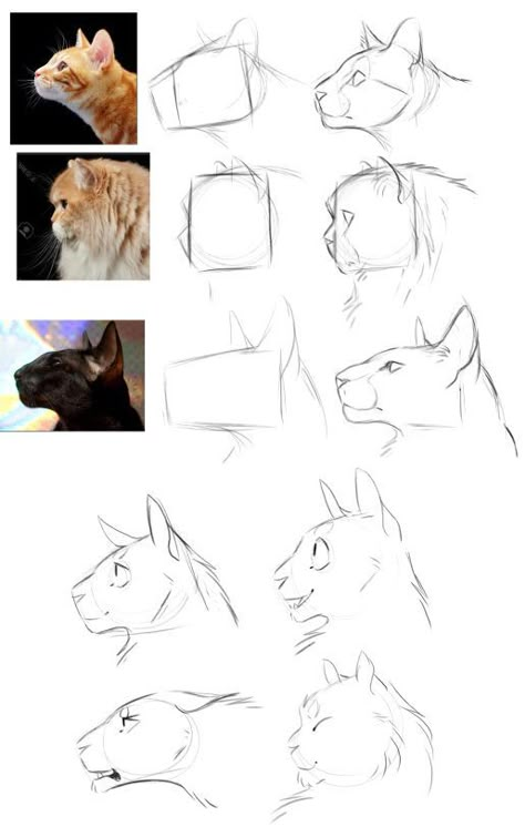 How To Draw Cats, Draw Cats, Cat Anatomy, Some Drawings, Drawing Animals, Animal Anatomy, Drawing Stuff, Warrior Cats, Drawing Tutorials