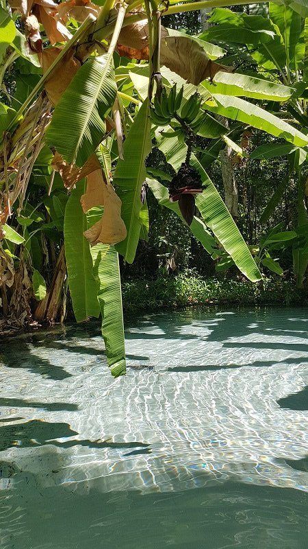 Aesthetic Earth, Environmental Activism, Wildlife Protection, Photography Wildlife, Green Beach, Water Sea, Beach Water, Banana Tree, Amazon Rainforest