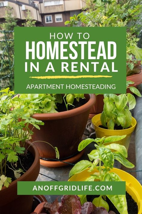 Rental Homesteading, Apartment Homesteading For Beginners, Homestead In An Apartment, Self Reliant Living, Homesteading In An Apartment, Apartment Farming, Homesteading Apartment, Micro Homestead, Solid Principles