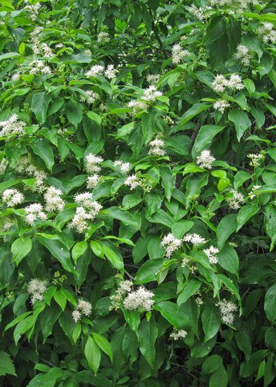 8 Shrubs That Will Attract Wisconsin Wildlife to Your Garden Black Cherry Tree, Native Plant Landscape, Shrubs For Privacy, Shade Shrubs, Blue Fruits, Fast Growing Trees, Play Outside, Wildlife Gardening, Grow Plants