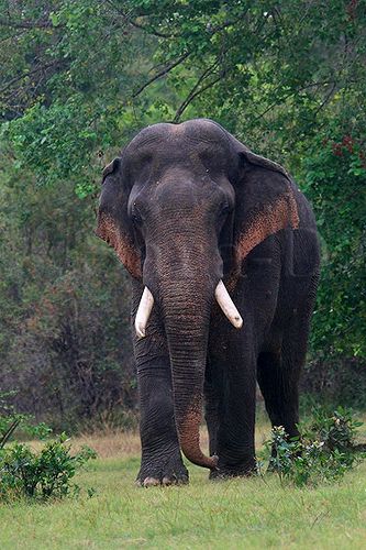 Majestic | Flickr - Photo Sharing! Drawing Elephant, Sri Lankan Elephant, Elephant Habitat, African Forest Elephant, Indian Animals, Elephant Photography, Elephant Wallpaper, Wild Animal Wallpaper, Wild Animals Photography