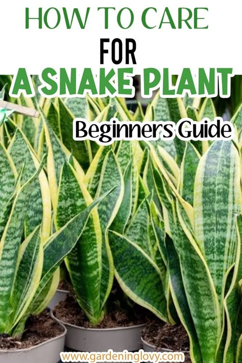 Repotting Snake Plant, Snake Plant Decor, Snake Plant Indoor, Plant Growing Tips, Snake Plant Care, Storage Hallway, Small Hallway Ideas, Household Plants, Indoor House Plants