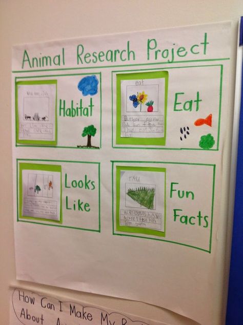 Joyful Learning In KC: Nonfiction Writing Fiction Writing Ideas, Science Fiction Writing, Animal Research Project, Animal Research, Non Fiction Writing, 2nd Grade Writing, 1st Grade Science, First Grade Science, 1st Grade Writing