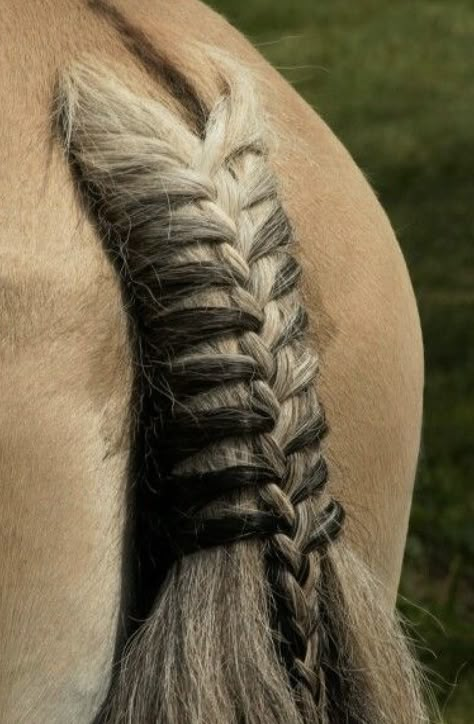 Horse Tail Braiding, Horse Braids Tail, Horse Hair Ideas, Horse Hairstyles, Mane Braids, Horse Mane Braids, Horse Braids, Horse Hair Braiding, Horse Braiding