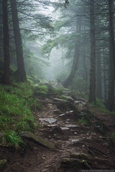 Paradis Sombre, Country Views, Dark Naturalism, Dark Forest Aesthetic, Foggy Day, Dark Green Aesthetic, Foggy Forest, Forest Path, Misty Forest