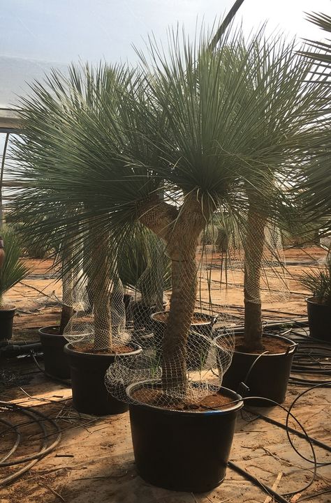 Yucca Tree Outdoor, Texas Red Yucca, Yucca Rostrata Garden, Spineless Yucca, Palm Trees For Sale, Beaked Yucca, Mexican Palm, Yucca Tree, Yucca Rostrata