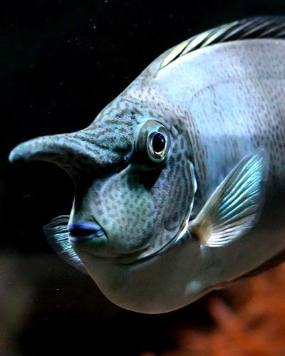 Spotted Unicornfish ( Naso brevirostris) | by StefanKoeder Unicorn Fish, Beneath The Sea, Water Creatures, The Deep Blue Sea, Saltwater Fish, Underwater Creatures, Underwater Life, Fish Sea, Water Life