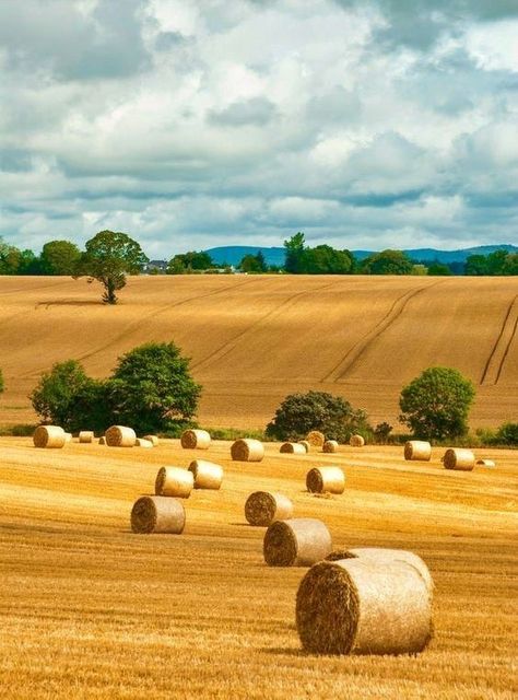 Field With Hay Bales, Hay Field Aesthetic, Hay Aesthetic, Country Family Photography, Hay Bale Painting, Bale Of Hay, Bales Of Hay, Hay Field, Fields Of Gold