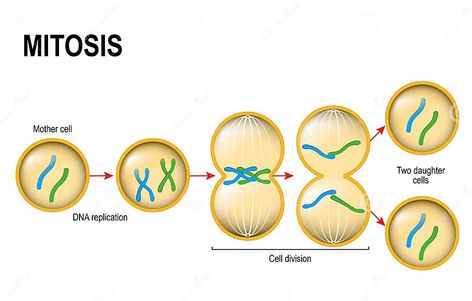 Mitosis. stock vector. Illustration of anatomy, laboratory - 92919875 Mitosis Diagram, Meiosis Activity, Mitosis Activity, Eukaryotic Cell, Cell Cycle, Ap Biology, Interactive Science, Science Notebooks, Interactive Science Notebook