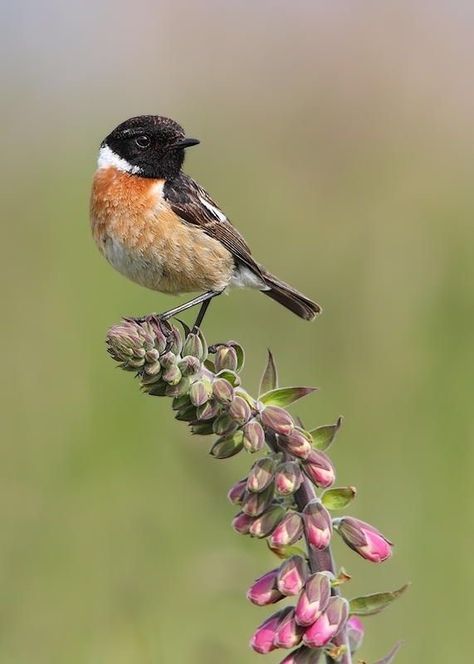 Wildlife Photography Birds, Stonechat, Flycatchers, Most Beautiful Birds, Bird Photos, Amazing Drawings, Bird Pictures, Bird Photo, Birdwatching