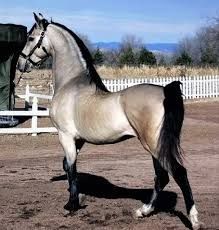 Rare Horse Colors, Cai Arabi, Regard Animal, Buckskin Horse, Rare Horses, Regnul Animal, American Saddlebred, Akhal Teke, Most Beautiful Horses