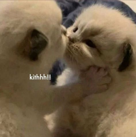 To Send To Your Crush, Send To Your Crush, Cat Meme, Cute Memes, Funny Cute Cats, Your Crush, Silly Cats, Meow Meow, Reaction Pics