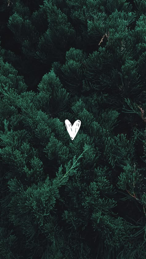 #wallpaper #wallpapers #iphone #iphonewallpaper #background #forest #nature #naturebackground #aesthetic Evergreen Wallpaper Aesthetic, Pine Tree Wallpaper Iphone, Pnw Aesthetic Wallpaper, Forest Green Wallpaper Aesthetic, Forest Green Aesthetic Wallpaper, Green Winter Aesthetic, Tree Phone Wallpaper, Pine Tree Wallpaper, Evergreen Background