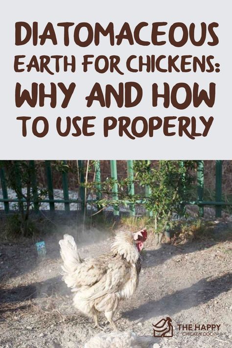 Diatomaceous Earth For Chickens, Diatomaceous Earth Uses, Dust Bath For Chickens, Herbs For Chickens, Chicken Barn, Chicken Raising, Egg Laying Chickens, Chicken Pen, Backyard Chicken Coop Plans