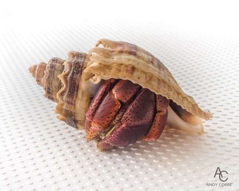 Hermit crab in new shell Crab On Beach, Plastic Bottle Caps, Shell Collection, Hermit Crab, On Beach, Plastic Bottle, Bottle Cap, Belize, Plastic Bottles