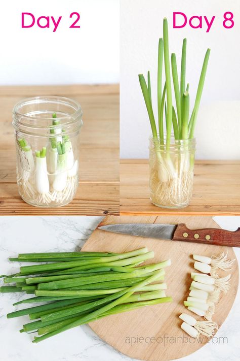 How to regrow green onions, scallions, spring onions from kitchen scraps infinitely! Two fast & easy ways to grow cuttings in water or soil indoors or outdoors for endless harvests! – A Piece of Rainbow #backyard #gardens #gardening #gardeningtips #homestead #homesteading #urbangardening #gardendesign #gardenideas #containergardening #diy #gardeningtips homestead, green living, gardening tips, sustainable ideas, kids science projects, homeschool activities Spring Onions Plant, How To Grow Spring Onions From Scraps, Regrow Spring Onions, How To Grow Spring Onions, How To Plant Spring Onions, Regrow Celery From Scraps, How To Grow Spring Onion At Home, How To Regrow Green Onions, How To Grow Scallions