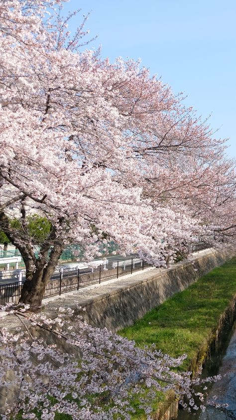 Tina Koskima on Twitter: "🍒🌸 Cherry Trees - Spring Season Has Started 🌸🍒… " How Pinterest Sees Me Season, Tina Core, Sara Core, Tiktok Trends, Cherry Trees, Love Is Everything, Pretty Landscapes, Pink Girly Things, Happy Spring