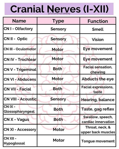 Baylie | BSN, RN loading… 🩺 on Instagram: "𝗖𝗿𝗮𝗻𝗶𝗮𝗹 𝗡𝗲𝗿𝘃𝗲𝘀 𝗜-𝗫𝗜𝗜 (𝟭-𝟭𝟮) As a nurse, assessing the 12 cranial nerves is essential to the head-to-toe assessment. The next reference post will be about how to assess each cranial nerve. What other posts would you like to see from me? Let me know! • • #cranialnerves #nerves #neuro #neuroassessment #futurenurse #nursingstudent #studentnurse #nursing #bsn #college #nursingschool #nursingschoolproblems #study #studygram #studying #stu 12 Cranial Nerves Nursing, Brain And Cranial Nerves Human Anatomy, Cranial Nerve Assessment, Cranial Nerves How To Remember, 12 Cranial Nerves Mnemonic, Ipa Alphabet, Head To Toe Assessment Nursing, Kinesiology Aesthetic, Cranial Nerves Function