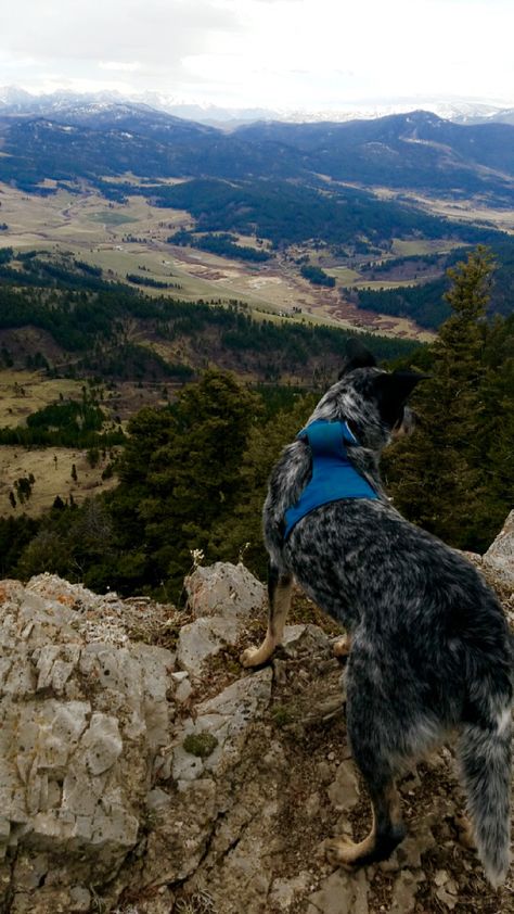 Blue Heeler Aesthetic, 2024 Intentions, 2023 Vibes, Australian Cattle Dogs, Camping Aesthetic, Hiking Dogs, Cattle Dogs, Dog Adventure, Dog Activities