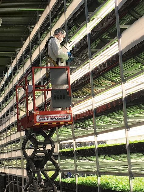 Vertical Agriculture, Indoor Agriculture, Growing Salad Greens, Stacked Beds, Growing Salad, Growing Crops, Vertical Farm, Smart Farm, Indoor Farming