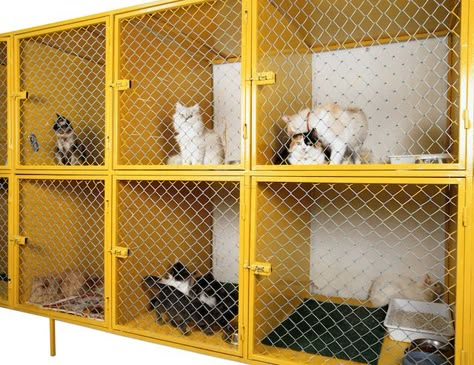 Google Cat, Pet Store Design, Cat Kennel, Cat Hotel, Dog School, Pet Spa, Pet Hotel, Vet Clinic, Cat Cages