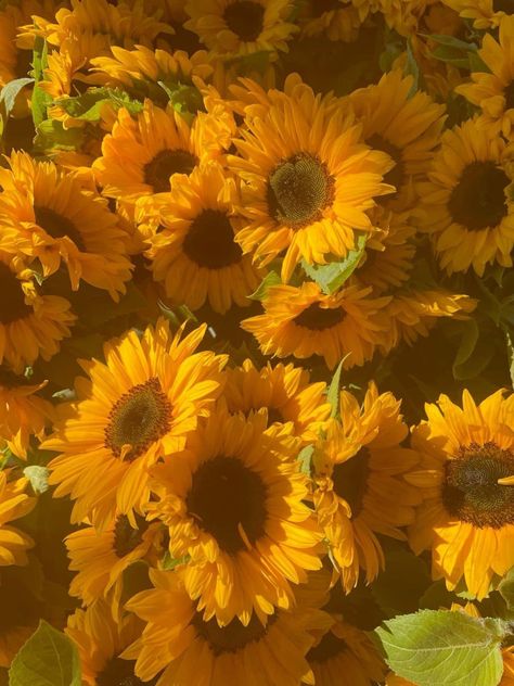 I Love Sunflowers, Sunflower Widget, Yellow Sunflower Aesthetic, Sun Flowers Aesthetic, Sunflower Pfp, Sunflower Reference, Yellow Flowers Aesthetic, Farmer Aesthetic, Sunflower Bunch