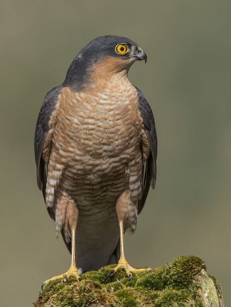 Sparrow Hawk, British Garden, Garden Birds, Bird Artwork, African Wildlife, Tomb Raider, Bird Garden, Birds Of Prey, Demon Slayer