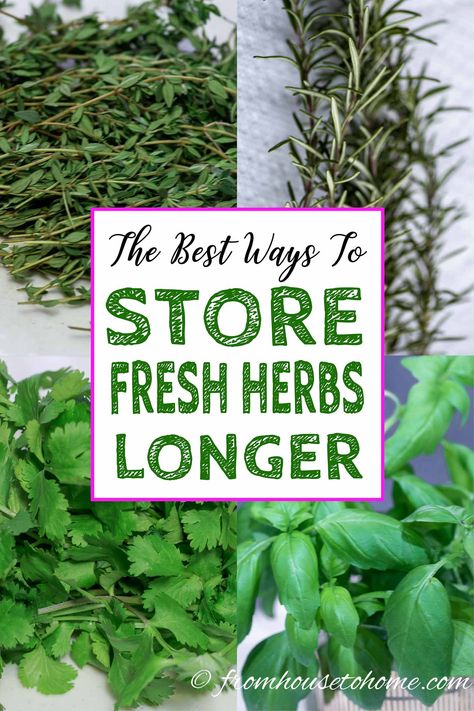 Herb Garden For Beginners, Storing Fresh Basil, Herb Garden Outdoor, Freezing Fresh Herbs, Preserve Fresh Herbs, Store Fresh Herbs, Store Produce, Cooking With Fresh Herbs, Mint Herb