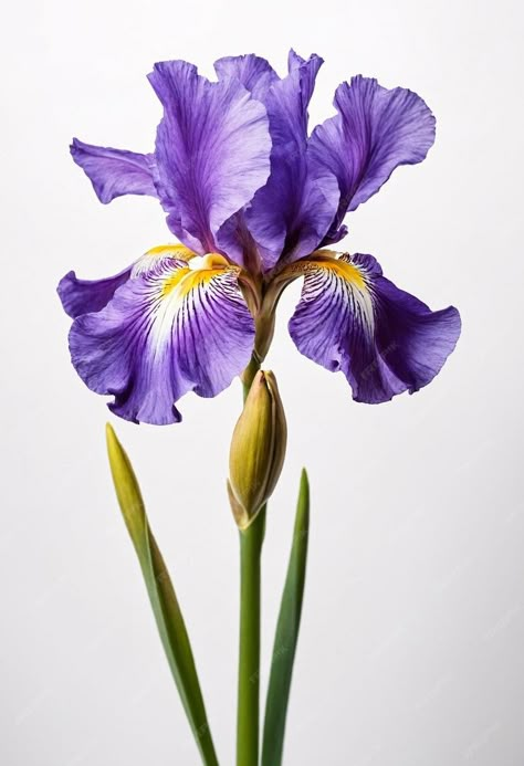 Premium Photo | Iris flower on white background Iris Flower Reference, Flower Photography Reference, Purple Bearded Iris, Flowers Reference Photo, Iris Flowers Drawing, Iris Reference, Flower Reference Photo, Iris Flowers Painting, Flower Images Beautiful