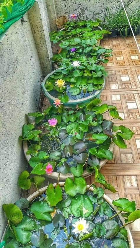 Balcony Container Garden, Lotus Pond Garden, Balcony Pond, Diy Crafts Easy At Home, Indoor Pond, Fish Pond Gardens, Container Water Gardens, Indoor Water Garden, Unique Garden Decor