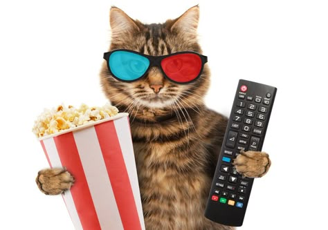 Fools And Horses, Cat Snacks, Movie Blog, Digital Tv, Red Cat, British Tv, Silly Cats, Cat Pin, Cat Art