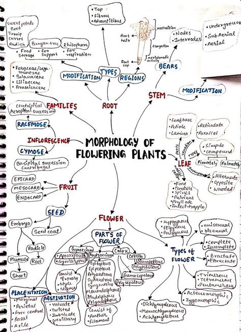 Biology hand written notes morphology of flowering plants Botany by Prof Asadullah Mastoi aka Chemical Asad Neet Flow Charts, Neet Study Material, Morphology Of Flowering Plants Mind Map, How To Make Short Notes For Neet, Neet Biology Flashcards, Biology Neet Tricks, Morphology Of Flowering Plants Notes, Aiims Jodhpur, Morphology Of Flowering Plants